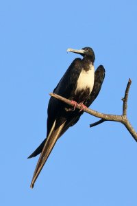038-3_Magnifcnt_Frigatebird_1237.jpg