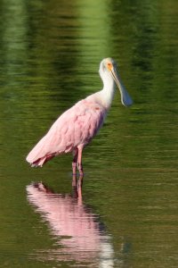 064-4_Roseate_Spoonbill_0168.jpg