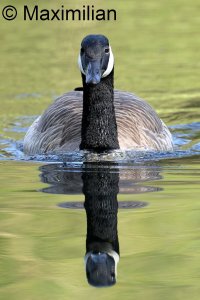 goose_canada_2024_02.JPG