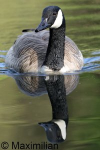 goose_canada_2024_03.JPG