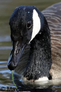 goose_canada_2024_04.JPG