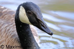 goose_canada_2024_05.JPG