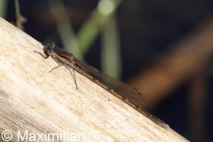 winter_damselfly_2024_04.JPG