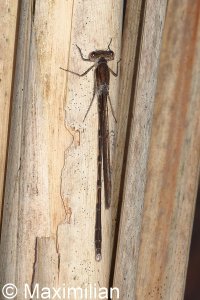 winter_damselfly_2024_05.JPG