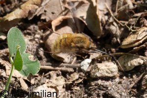 bee_fly_2024_01.JPG