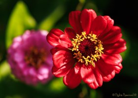 Zinnias.jpg