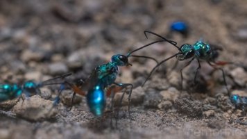 Emerald cockroach wasp.jpg