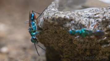 Emerald cockroach wasp_02.jpg