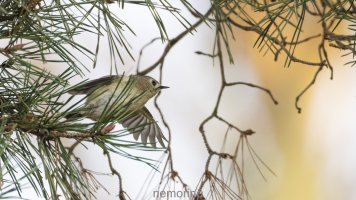 more goldcrest_03.jpg