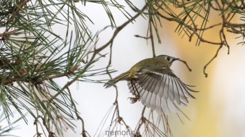 more goldcrest.jpg