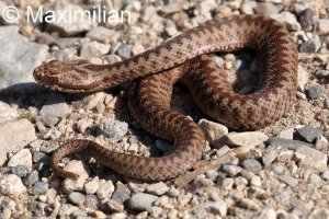 adder_e_2024_02.JPG