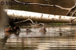 family_grebe_l_2024_02.JPG