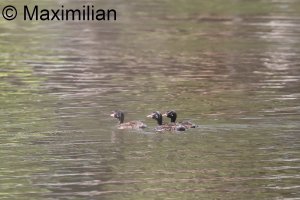 family_grebe_l_2024_03.JPG