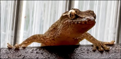 Lizard Stare Down.jpg