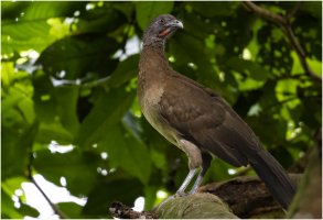Gray headed Chachalaca.jpg