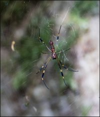 Arachnida.jpg