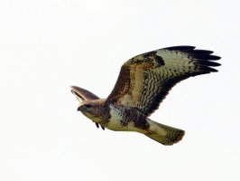 309A5291-DxO_Buzzard_flying_800mm-ls-mshaut.jpg