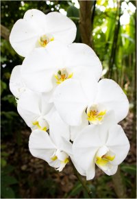 Orchids.jpg
