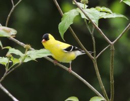 5D3_3009 picasa crop-topaz-sharpen-enhance-2.8x - Copy.JPG