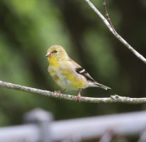 5D3_3121 picasa crop-topaz-enhance-3.3x - Copy.JPG