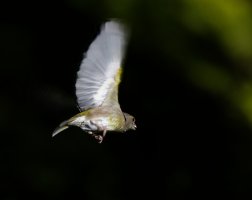 309A5321-DxO_Greenfinch_Flying_800mm-ls-sm.jpeg