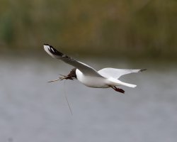 309A5390-DxO_Blackheaded_gull+nesting_Material-ls-s.jpeg
