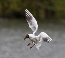 309A5391-DxO_Blackheaded_gull+nesting_Material-ls-s.jpeg