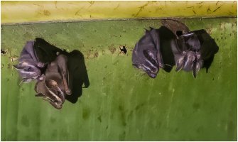 Fruit Bats.jpg