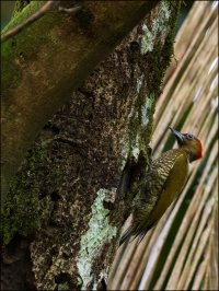 Rufous-winged Woodpecker.jpg