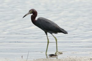 060-1_Littl_Blu_Heron_0614.jpg