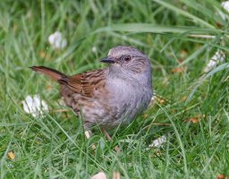 309A5603-DxO_Dunnock.jpg 309A5603-DxO_Dunnock.jpg