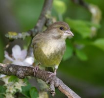 309A5611-DxO_Female_Greenfinch.jpg 309A5611-DxO_Female_Greenfinch.jpg