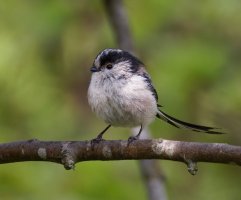 309A5621-DxO_-ls-s_longtailed_Tit.jpeg 309A5621-DxO_-ls-s_longtailed_Tit.jpeg