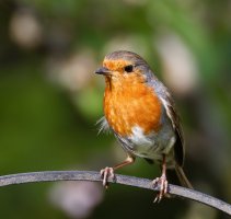 309A5645-DxO_Robin.jpg 309A5645-DxO_Robin.jpg