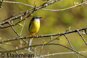 wagtail_g_2024_01.JPG