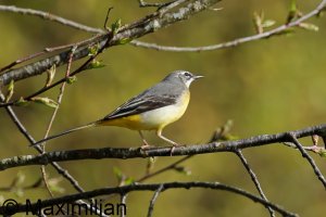 wagtail_g_2024_02.JPG