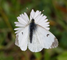 3R3A8263-DxO_Female_Orange_tip_butterfly_f8.jpg