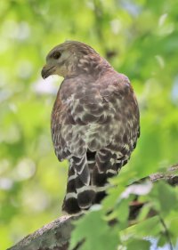 IMG_3448 ps3 fix 2 eyes picasa crop-topaz-sharpen-denoise eye ps3 copy.jpg