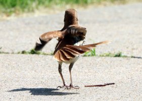 IMG_3705 picasa crop.JPG IMG_3705 picasa crop.JPG