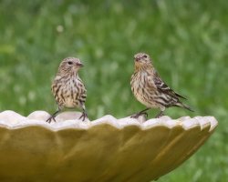 5D3_2302 picasa crop-topaz-sharpen-enhance-3.7x.JPG