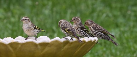 5D3_2504 picasa crop.JPG