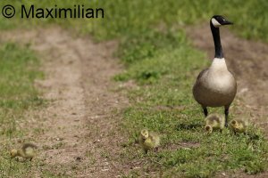 family_goose_c_2024_01.JPG
