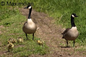 family_goose_c_2024_02.JPG