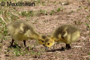 family_goose_c_2024_03.JPG