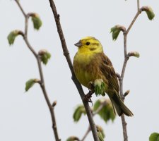 309A5667-DxO_Yellowhammer_800mm.jpg