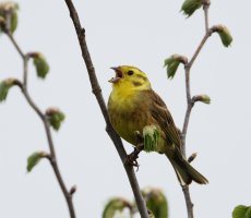 309A5719-DxO_Yellowhammer_600mm.jpg