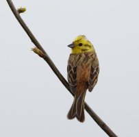 309A5729-DxO_Yellowhammer_back_800mm.jpg