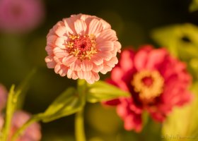 Softer side recrop.jpg