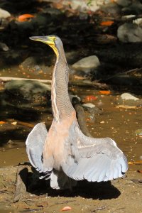 056-2_Bare-throated_Tiger-Heron_2056.jpg