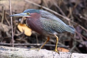 058-4_Grn_Heron_0578.jpg